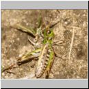 Myrmeleotettix maculatus - Gefleckte Keulenschrecke 20.jpg